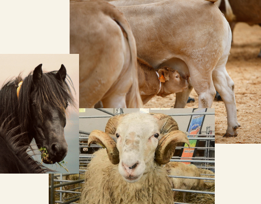 zerbitzuak-abeltzaintza-lorra-bannerra-ardia-behia-pottoka