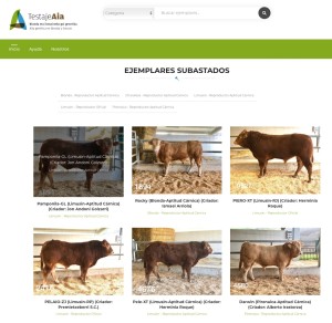 Creamos la PRIMERA plataforma de SUBASTA ONLINE de ganado