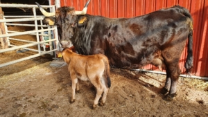 H-GALIA_ES0315203427851