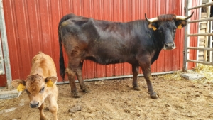 H-JELANA_ES0615203804371