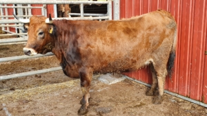 H-JUGOSA_ES0715203804501