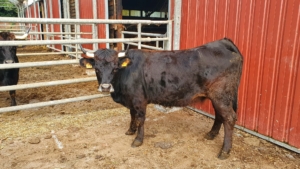 H-KARABI_ES0215203802731