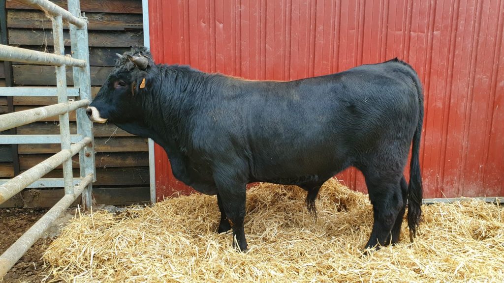 GANGURENGO II ENKANTEA