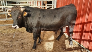 M-LABIN_ES0215104058871