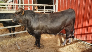 I SUBASTA DE GANGUREN