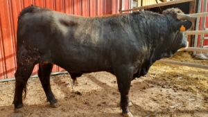 M-LORCE_ES0615205245151