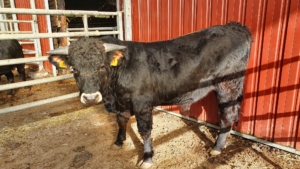 M-LUKAS_ES0815205245281