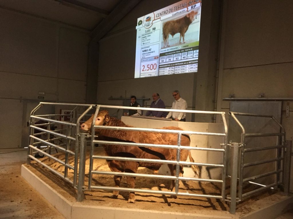 Resultado V SUBASTA MULTIRRACIAL de GANADO