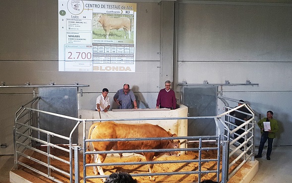 Resultado II SUBASTA MULTIRRACIAL de GANADO