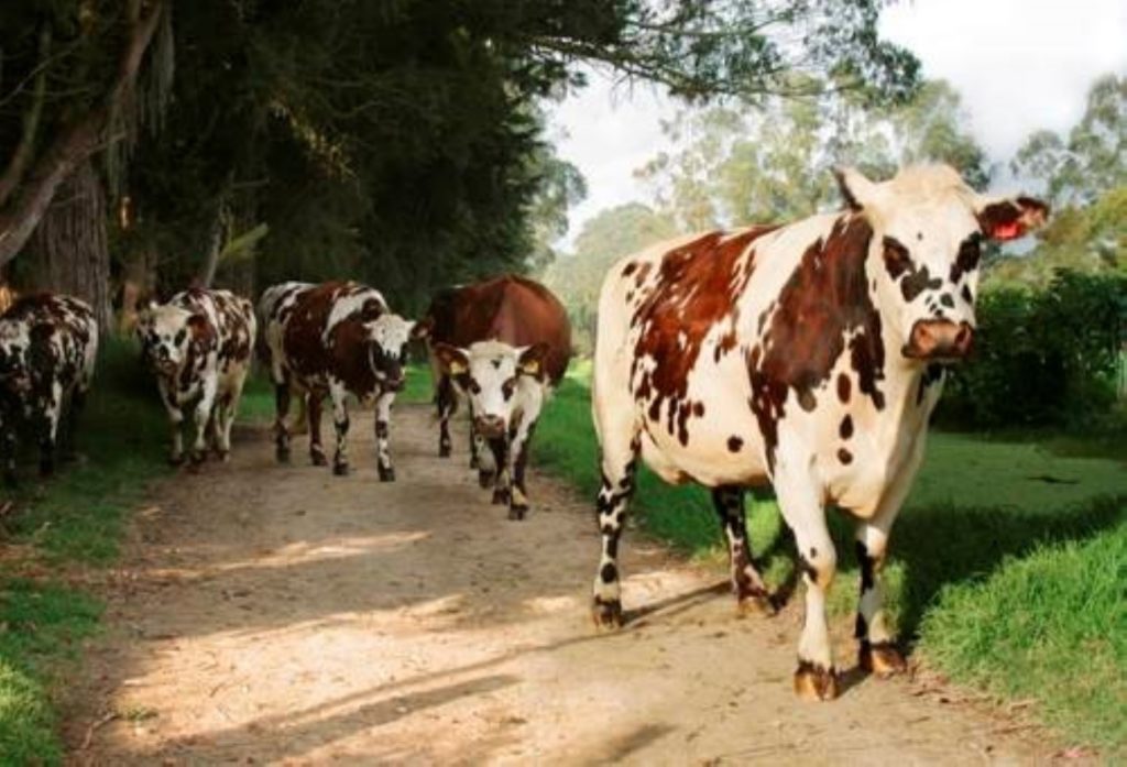 Fin del proyecto Resilience 4 Dairy (R4D), recorrido hacia la ganadería sostenible