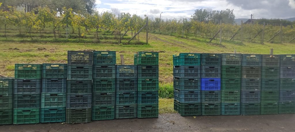Larrabetzun mahasti ekologikoa saldu edo alokatzen da