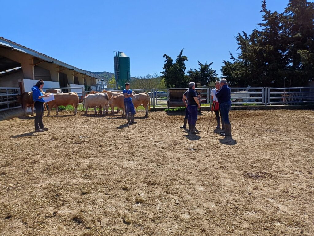 SUBASTA - SABAIZA 16-05-2026