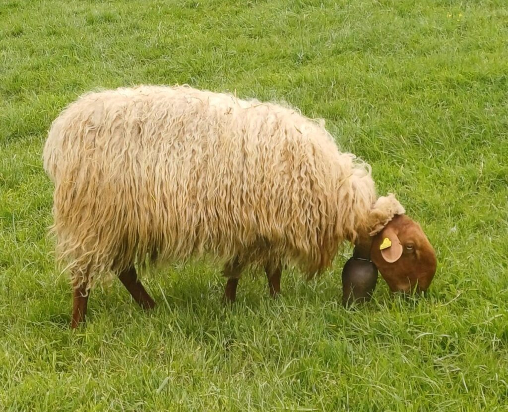 Charla informativa Carranzana Cara Rubia